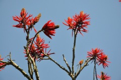 Parque_do_Carmo-014