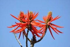 Parque_do_Carmo-056