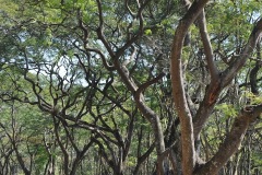Parque_do_Carmo-061