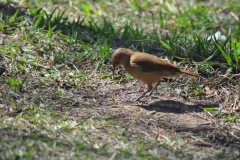 Parque_do_Carmo-090
