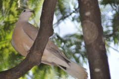 Parque_do_Carmo-094