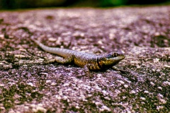 Lagarto