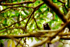 Macaco