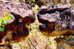 16-Beijo-do-Lagarto