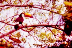 02-Tucano