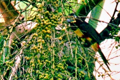 03-Tucano-Preto