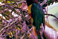 04-Tucano-Preto